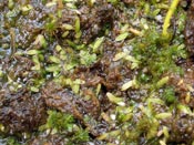 Utricularia laxa