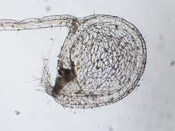 Utricularia leptoplectra - Fangblase