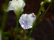 Utricularia livida 'Mexiko' - Blüte