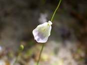 Utricularia livida - Blüte