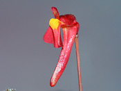 Utricularia menziesii - Blüte