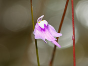 Utricularia minutissima - Blüte