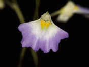 Utricularia moniliformis - Blüte