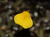 Utricularia nana - Blüte