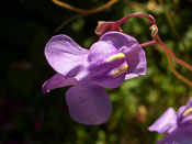 Utricularia nelumbifolia - Blüte