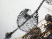 Utricularia nephrophylla - Fangblase