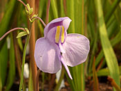 Utricularia reniformis 'small' - Blüte