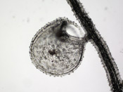 Utricularia reniformis - Fangblase
