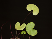 Utricularia reniformis x nelumbifolia