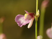 Utricularia rostrata - Blüte