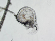 Utricularia simplex - Fangblase