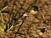 Utricularia tenella
