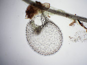 Utricularia uliginosa - Fangblase