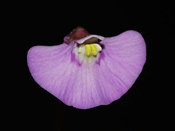 Utricularia uniflora - Blüte