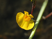 Utricularia x neglecta