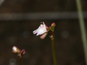 Utricularia westonii