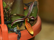 Bulbophyllum coloratum