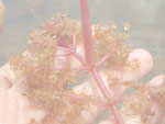 Utricularia myriocista