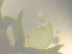 Utricularia bremii - Fangblase