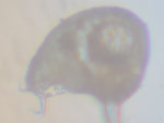 Utricularia steyermarkii - Fangblase