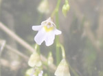 Utricularia furcellata - Blüte