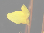 Utricularia guyanensis - Blüte