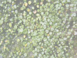 Utricularia heterochroma