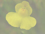 Utricularia intermedia - Blüte