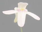 Utricularia kamienskii - Blüte