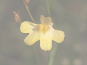 Utricularia chrysantha 'Noonamah' - Blüte