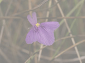 Utricularia lasiocaulis - Blüte