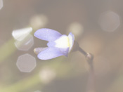 Utricularia limosa - Blüte