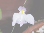 Utricularia nelumbifolia x geminiloba - Blüte