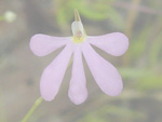 Utricularia cheiranthos - Blüte