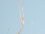 Utricularia dunstaniae - Blüte