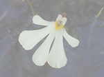 Utricularia holtzei - Blüte
