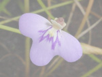 Utricularia leptorhyncha - Blüte
