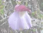 Utricularia unifolia - Blüte