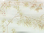 Utricularia breviscapa