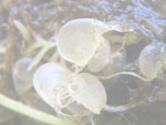 Utricularia intermedia - Fangblase