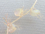 Utricularia minor - Fangblase
