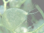 Utricularia inflata - Fangblase
