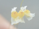 Utricularia chiribiquetensis - Blüte