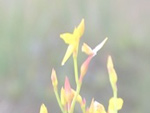 Utricularia erectiflora - Blüte