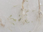 Utricularia nigrescens