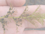 Utricularia poconensis