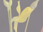 Utricularia juncea - Blüte