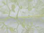 Utricularia radiata
