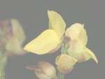 Utricularia sandwithii - Blüte