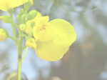 Utricularia aurea - Blüte
